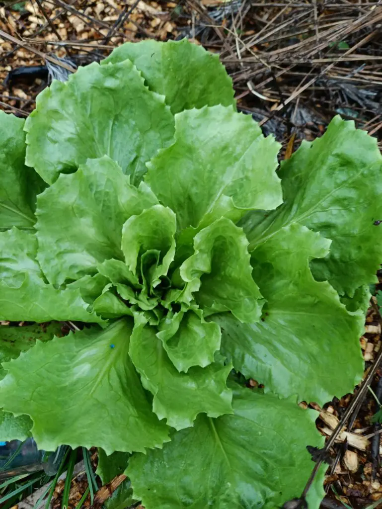 La Vraie Solution Anti Limaces : Ce Qui Marche Vraiment au Jardin 6 La Vraie Solution Anti Limaces : Ce Qui Marche Vraiment au Jardin